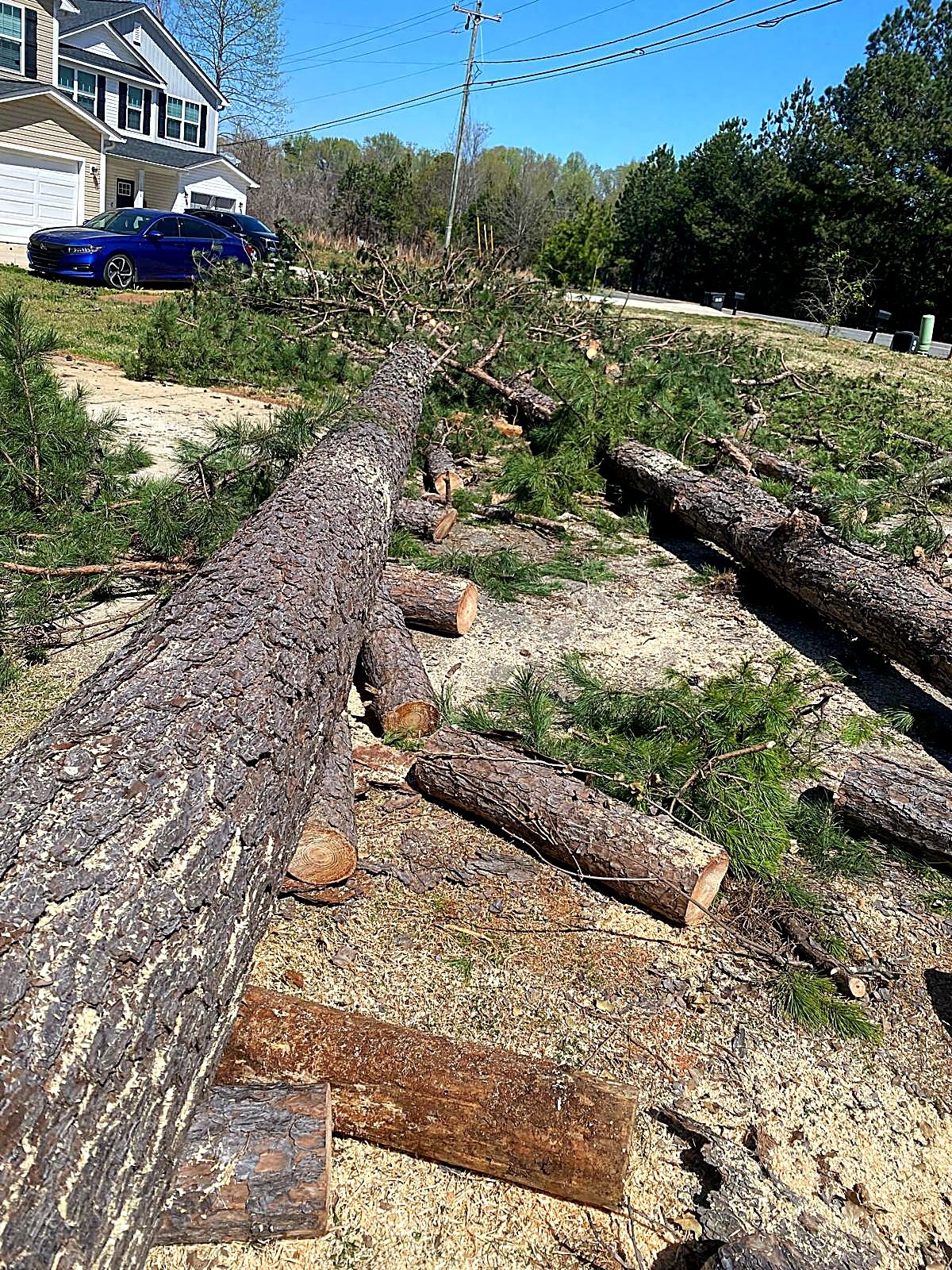 Tree removal and cleanup